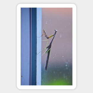 Mantis on a Window - Remix Sticker